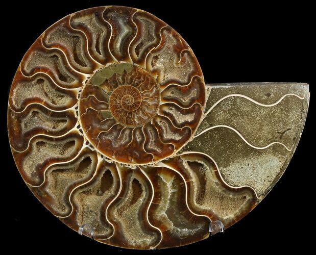 Cut Ammonite Fossil (Half) - Agatized #47746
